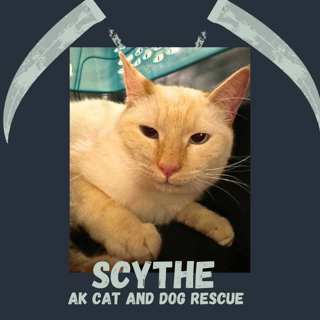 Scyther, an adoptable Domestic Medium Hair in Wasilla, AK, 99654 | Photo Image 1