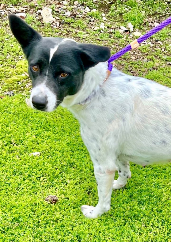 Canaan dog hot sale border collie mix