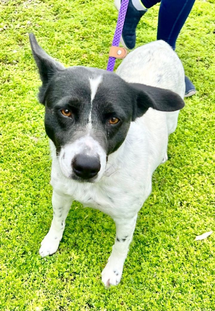 Dog for adoption Hera a Border Collie Canaan Dog Mix in San
