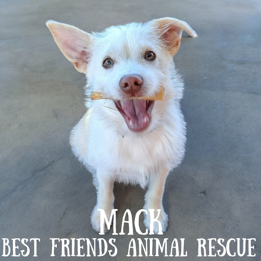 Mack, an adoptable Husky, German Wirehaired Pointer in Wasilla, AK, 99654 | Photo Image 1