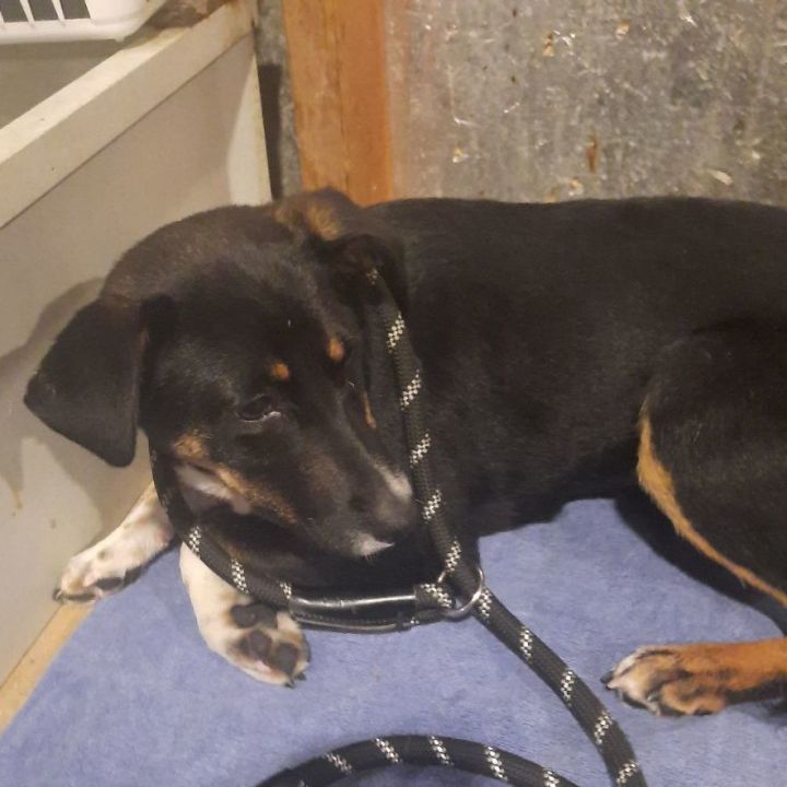 Dog for adoption Olive, a Beagle & Terrier Mix in Raeford, NC Petfinder