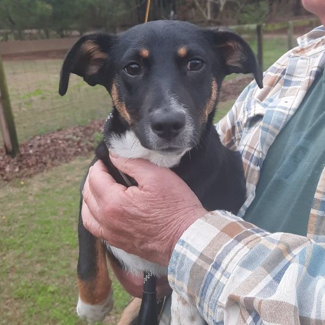 Dog for adoption Olive, a Beagle & Terrier Mix in Raeford, NC Petfinder
