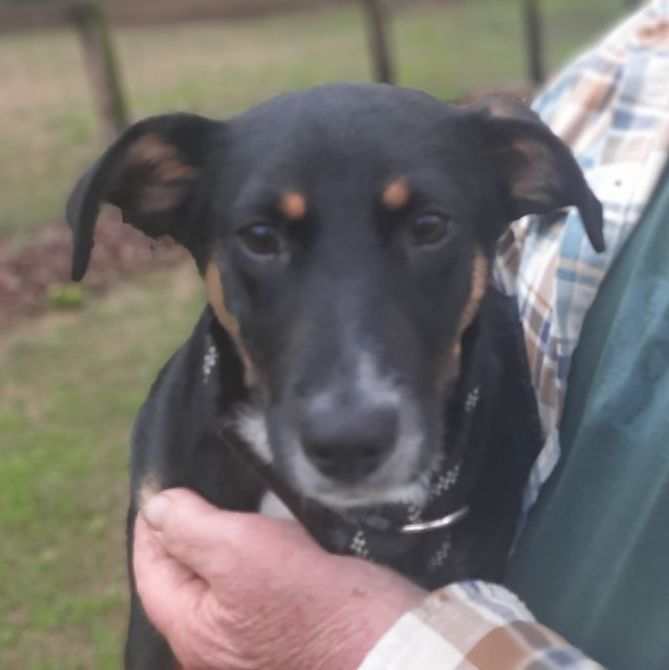 Dog for adoption Olive, a Beagle & Terrier Mix in Raeford, NC Petfinder