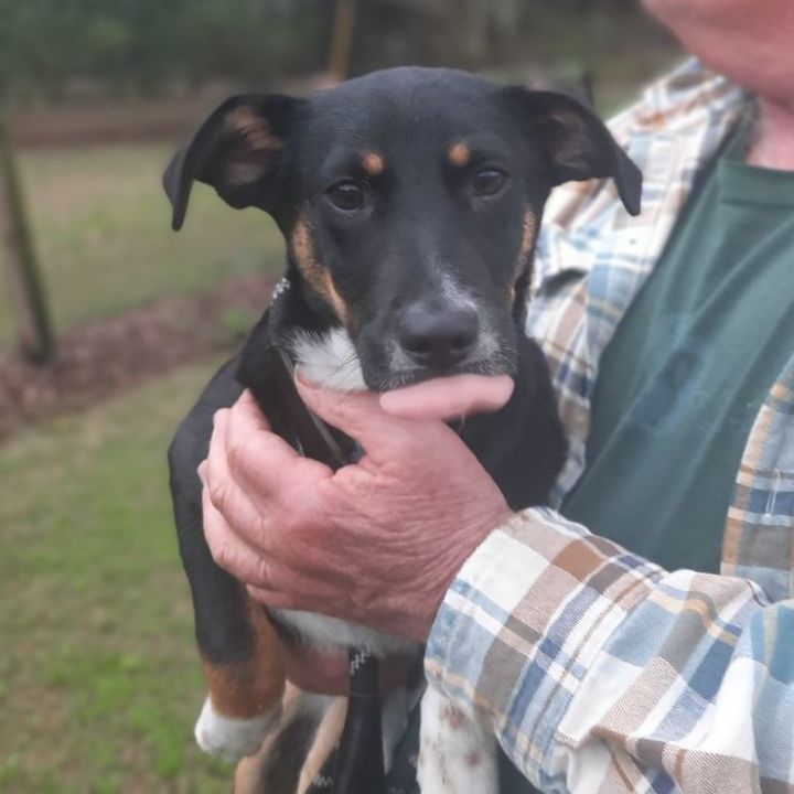 Dog for adoption Olive, a Beagle & Terrier Mix in Raeford, NC Petfinder