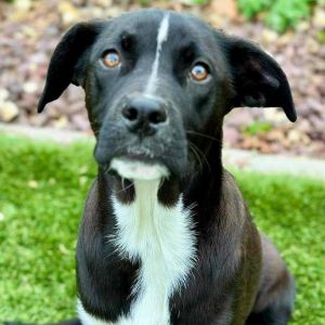 PERSONALITY happy playful BREED houndshepherd mix AGE  5 months WEIGHT 40lbs Rescued from Teha
