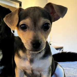 PERSONALITY sweet playful BREED terrierchi mix AGE  3 months WEIGHT 6lbs R