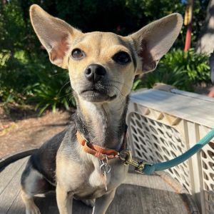 PERSONALITY sweet playful BREED terrierchi mix AGE  6 months WEIGHT 6lbs R