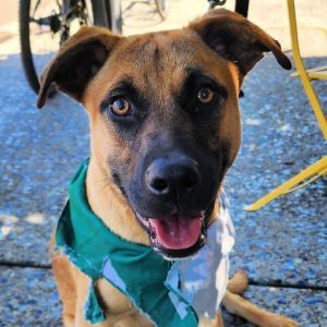 PERSONALITY happy playful BREED houndshepherd mix AGE  5 months WEIGHT 50l