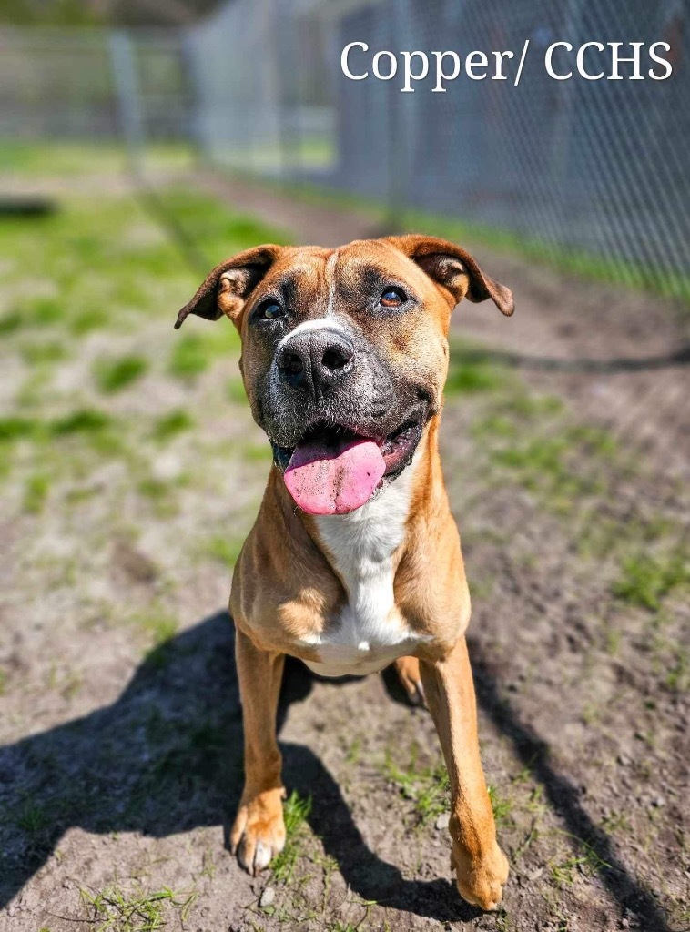 Copper, an adoptable Boxer, Pit Bull Terrier in New Bern, NC, 28563 | Photo Image 1