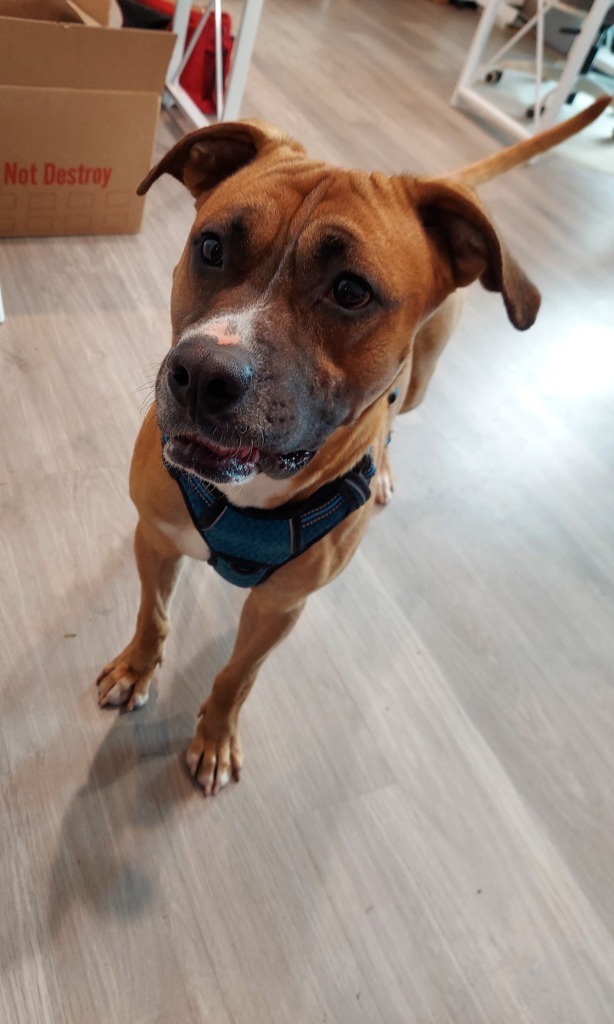 Copper, an adoptable Boxer, Pit Bull Terrier in New Bern, NC, 28563 | Photo Image 2