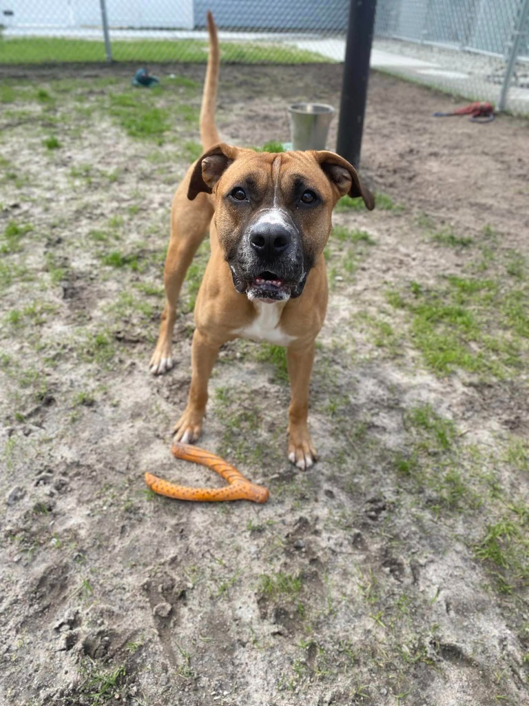 Copper, an adoptable Boxer, Pit Bull Terrier in New Bern, NC, 28563 | Photo Image 3