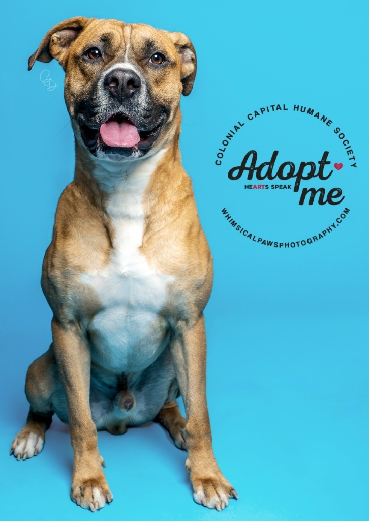 Copper, an adoptable Boxer, Pit Bull Terrier in New Bern, NC, 28563 | Photo Image 4