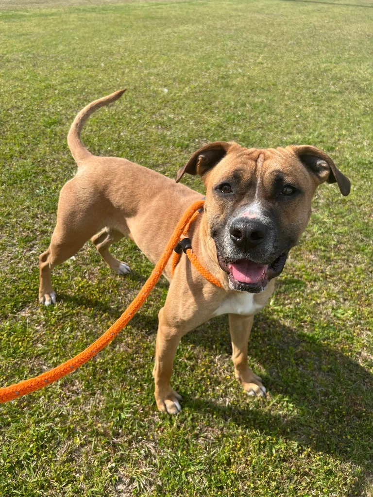 Copper, an adoptable Boxer, Pit Bull Terrier in New Bern, NC, 28563 | Photo Image 5