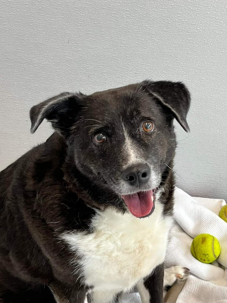 Bella, an adoptable Border Collie in New Bern, NC, 28563 | Photo Image 1