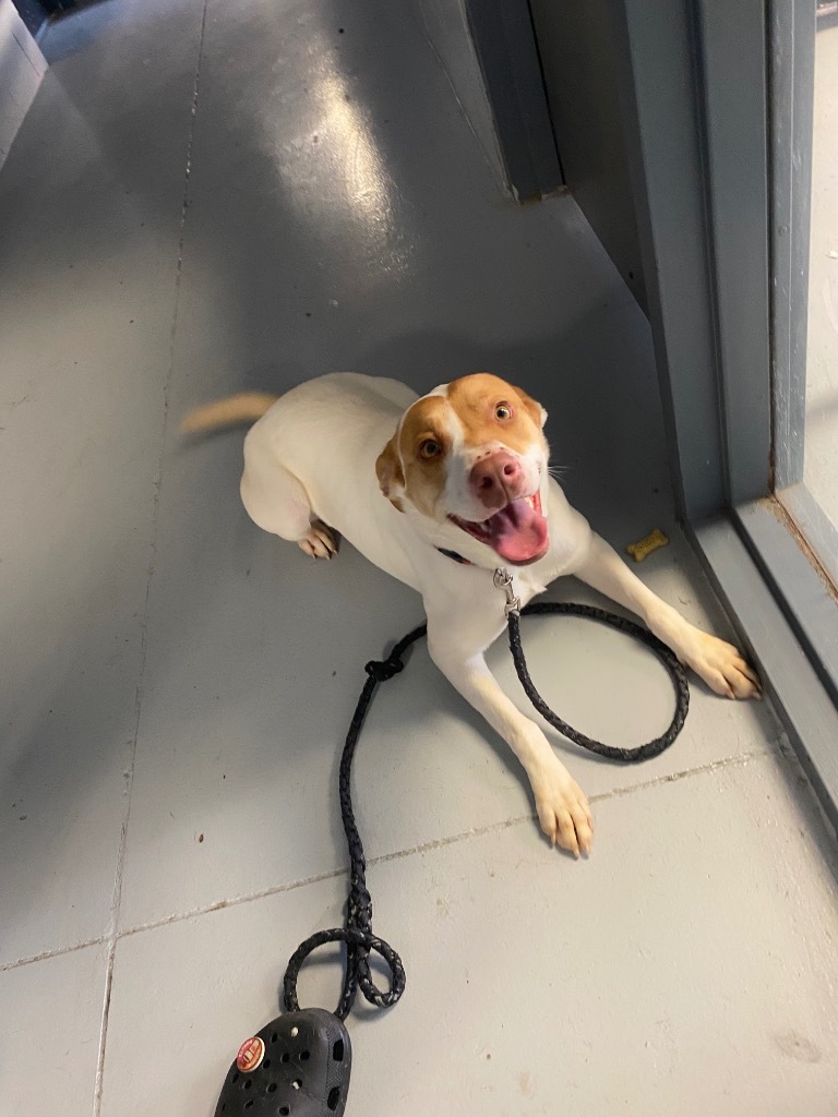 Shiva, an adoptable Labrador Retriever, Hound in Greenwood, MS, 38930 | Photo Image 1