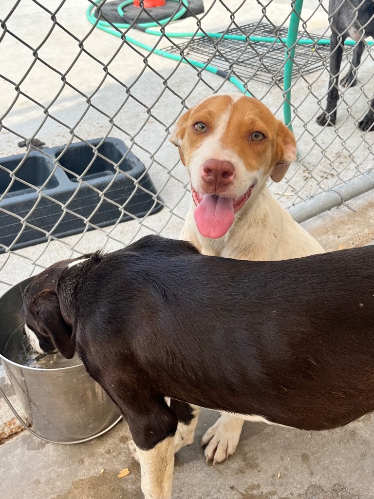 Shiva, an adoptable Labrador Retriever, Hound in Greenwood, MS, 38930 | Photo Image 2