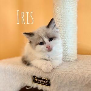 Petfinder kittens best sale near me