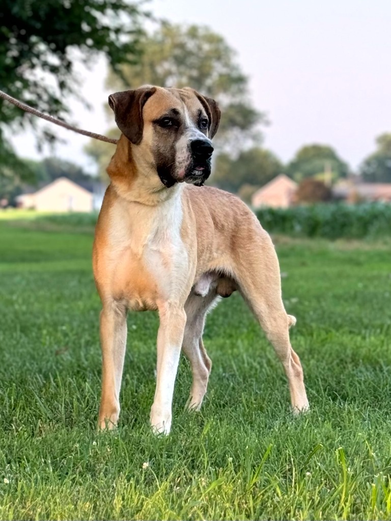 Charles, an adoptable Affenpinscher, Great Dane in Henderson, KY, 42420 | Photo Image 1