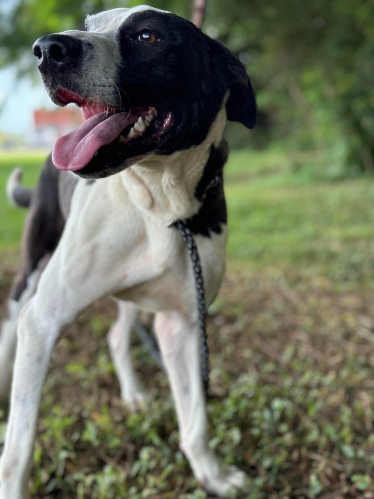 Winston, an adoptable Collie in Henderson, KY, 42420 | Photo Image 1