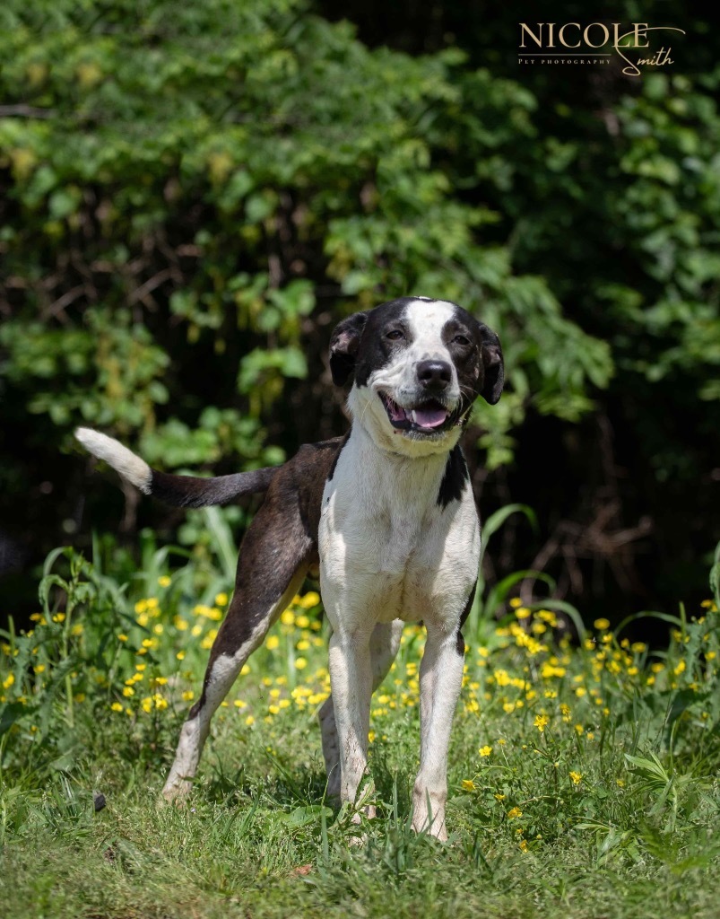 Winston, an adoptable Collie in Henderson, KY, 42420 | Photo Image 1