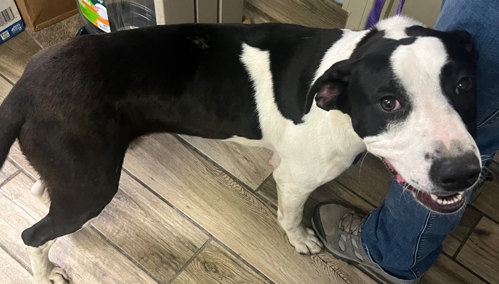 Winston, an adoptable Collie in Henderson, KY, 42420 | Photo Image 2