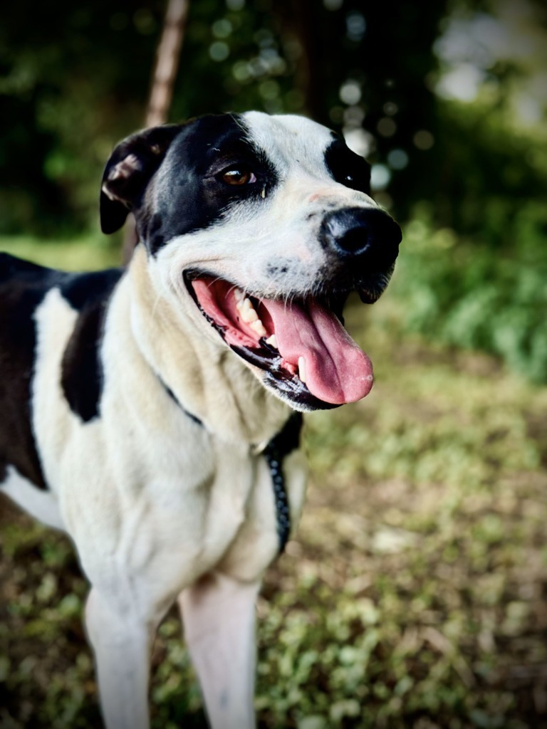Winston, an adoptable Collie in Henderson, KY, 42420 | Photo Image 3