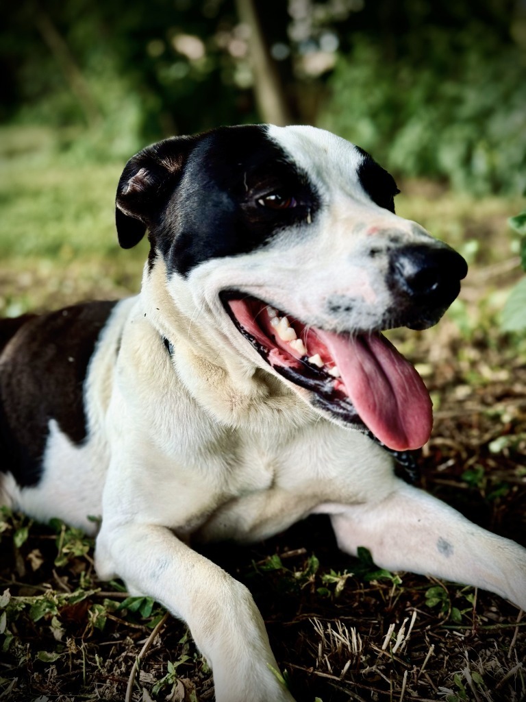 Winston, an adoptable Collie in Henderson, KY, 42420 | Photo Image 4