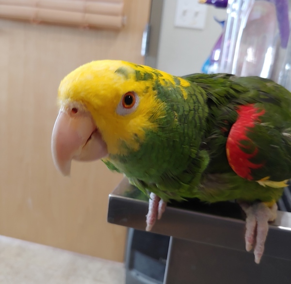 Maverick 1