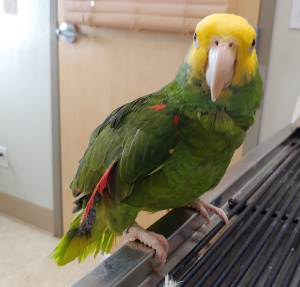 Maverick 2