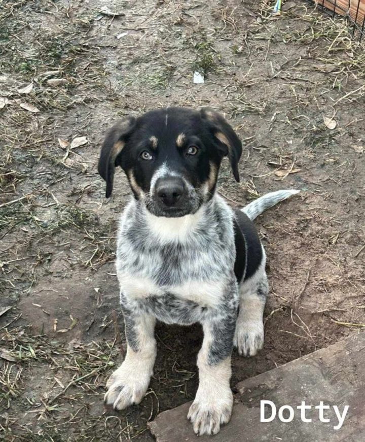 Bluetick coonhound german shepherd hot sale mix