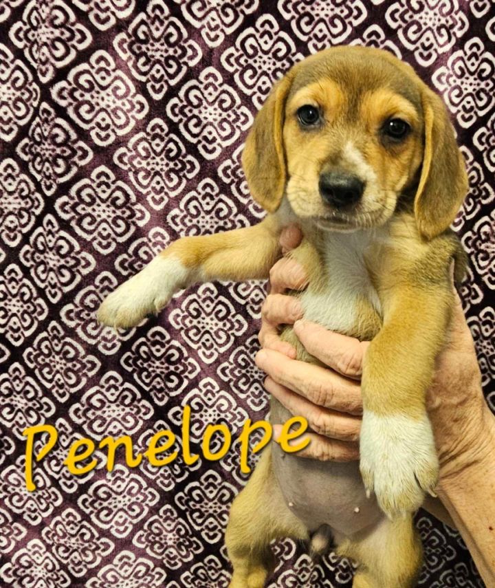 Dog for adoption - Penelope, a Beagle Mix in Murphysboro, IL | Petfinder