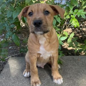 Dogs for Adoption Near Lompoc CA Petfinder