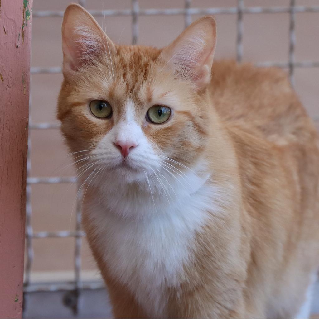 Loosey Goosey, an adoptable Domestic Medium Hair in Tucson, AZ, 85711 | Photo Image 1