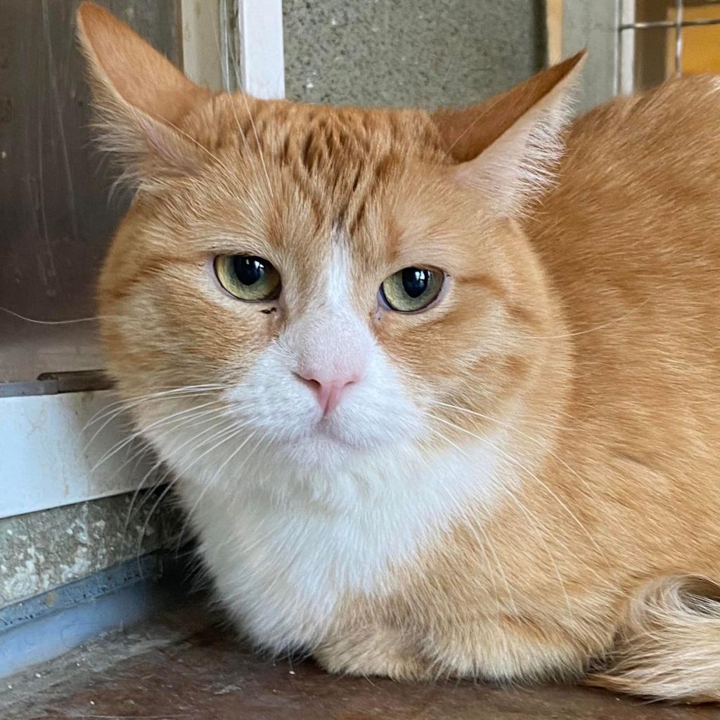 Loosey Goosey, an adoptable Domestic Medium Hair in Tucson, AZ, 85711 | Photo Image 2