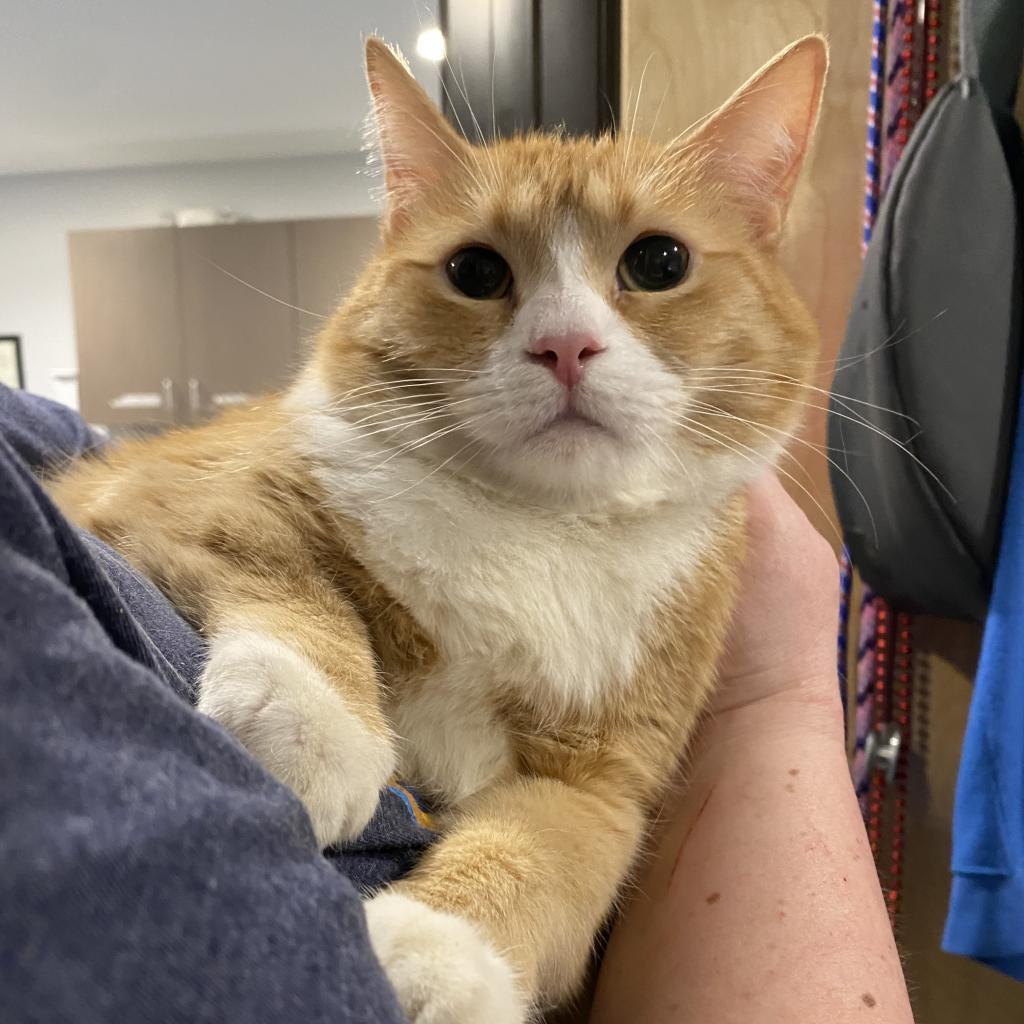 Loosey Goosey, an adoptable Domestic Medium Hair in Tucson, AZ, 85711 | Photo Image 3