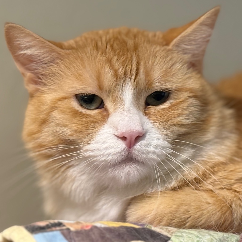 Loosey Goosey, an adoptable Domestic Medium Hair in Tucson, AZ, 85711 | Photo Image 4