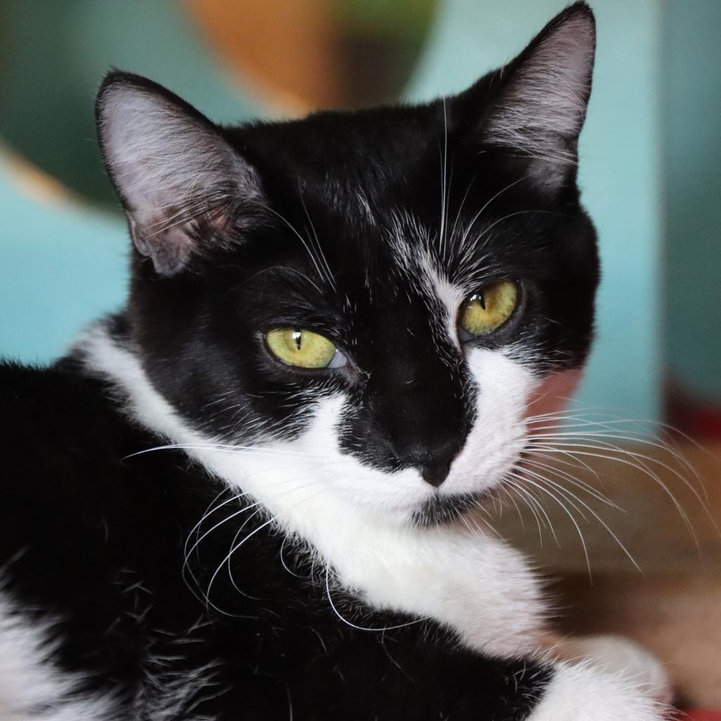Mapache, an adoptable Domestic Short Hair in Tucson, AZ, 85711 | Photo Image 1