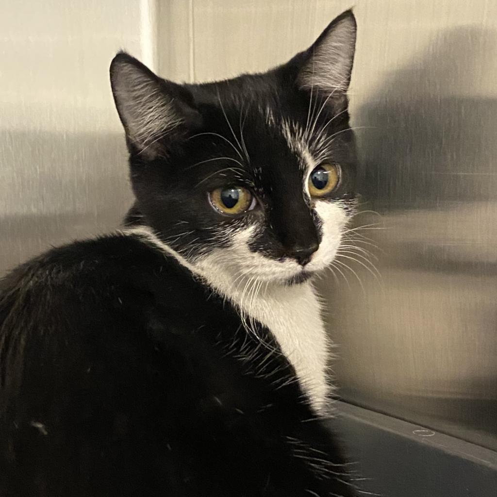 Mapache, an adoptable Domestic Short Hair in Tucson, AZ, 85711 | Photo Image 2