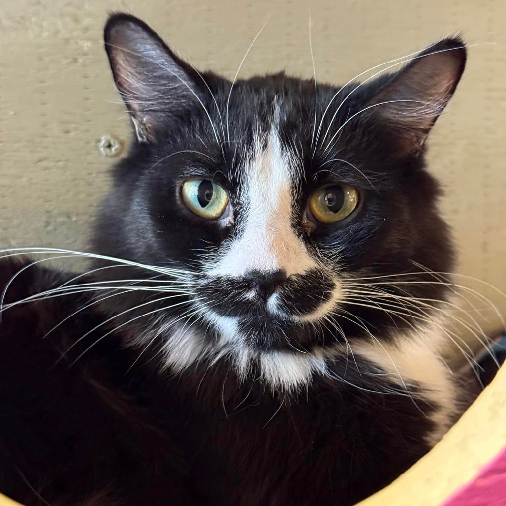 Percula, an adoptable Domestic Medium Hair in Tucson, AZ, 85711 | Photo Image 1