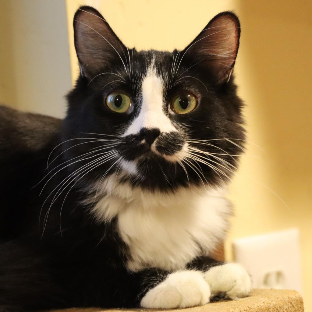 Percula, an adoptable Domestic Medium Hair in Tucson, AZ, 85711 | Photo Image 2