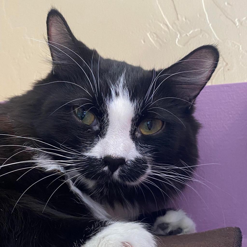 Percula, an adoptable Domestic Medium Hair in Tucson, AZ, 85711 | Photo Image 3