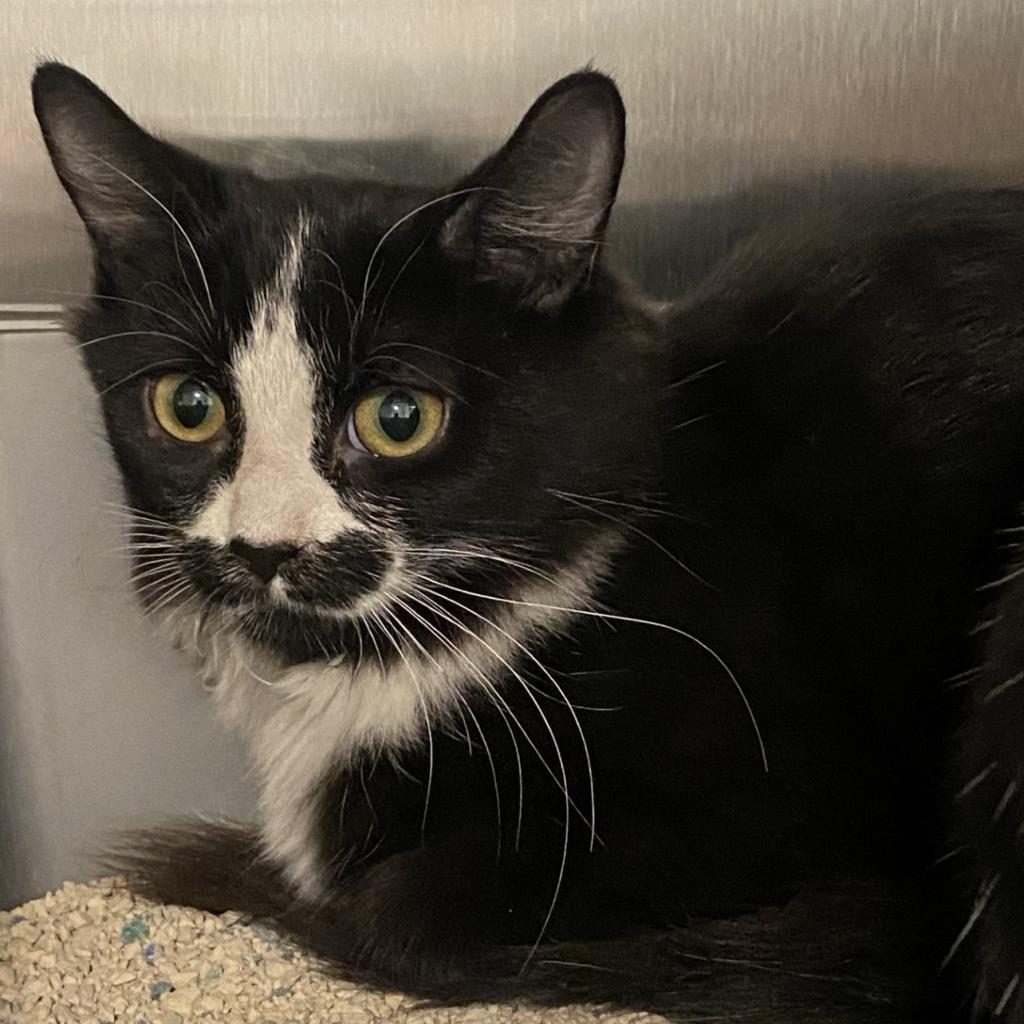 Percula, an adoptable Domestic Medium Hair in Tucson, AZ, 85711 | Photo Image 4