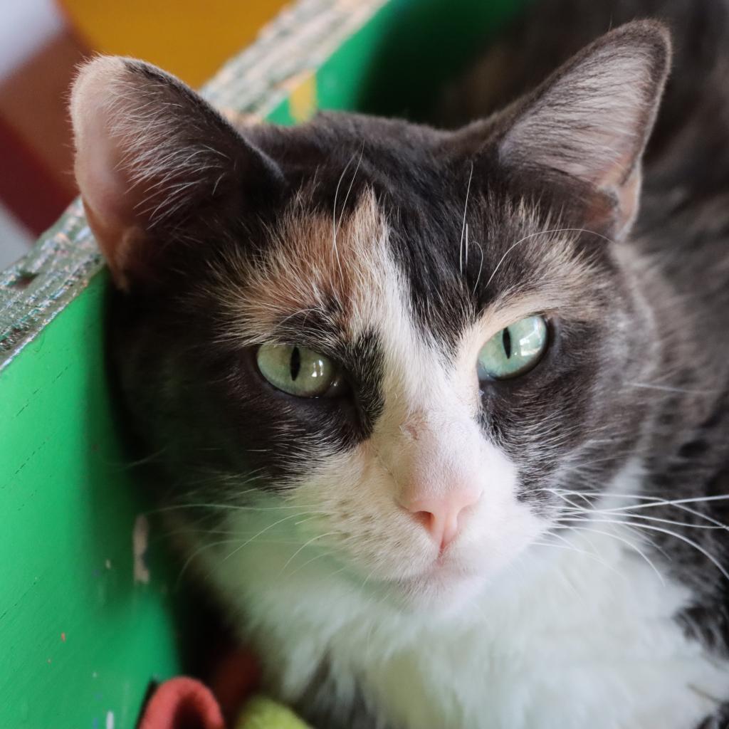 Thelatha, an adoptable Domestic Short Hair in Tucson, AZ, 85711 | Photo Image 1