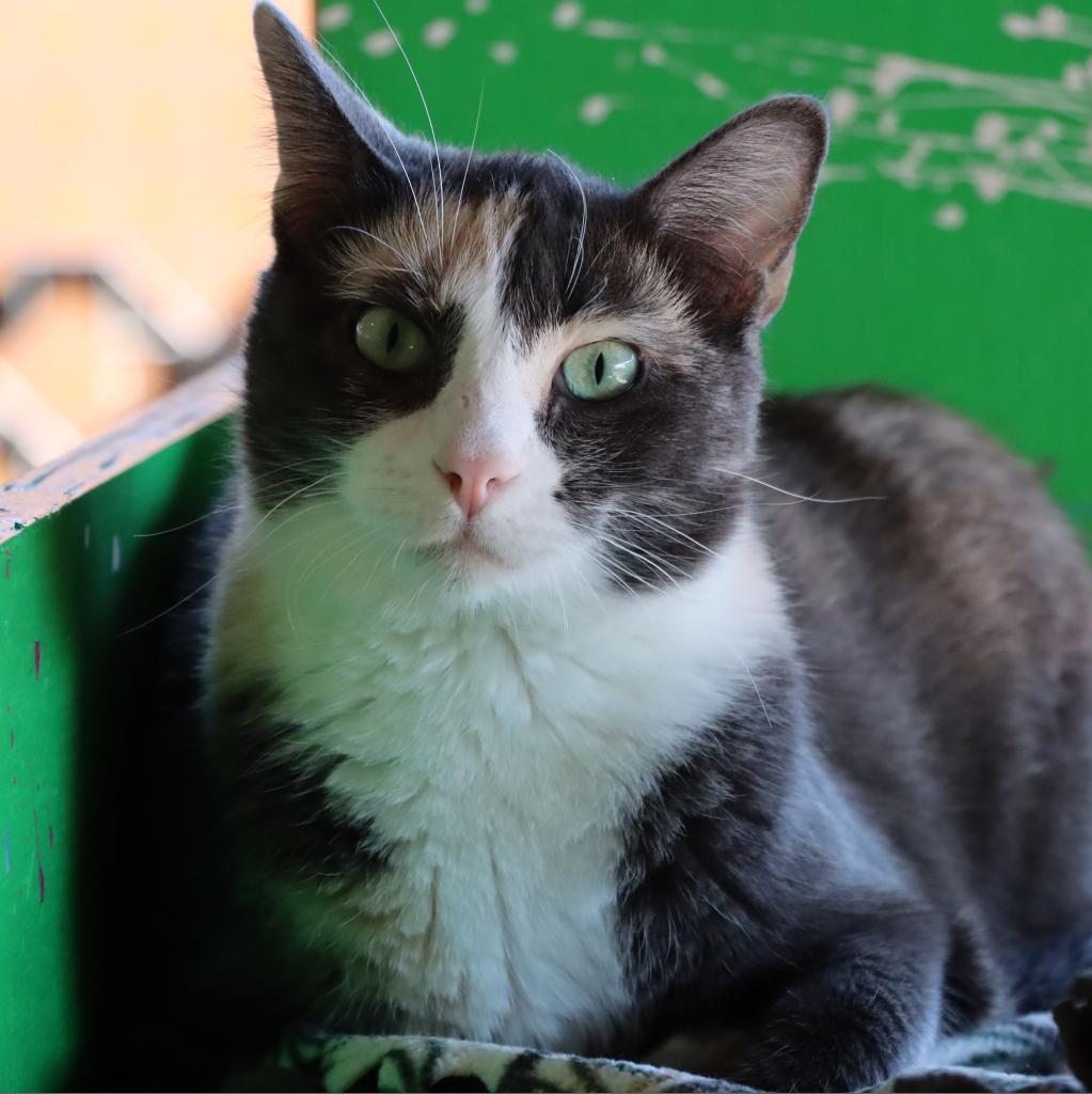 Thelatha, an adoptable Domestic Short Hair in Tucson, AZ, 85711 | Photo Image 2