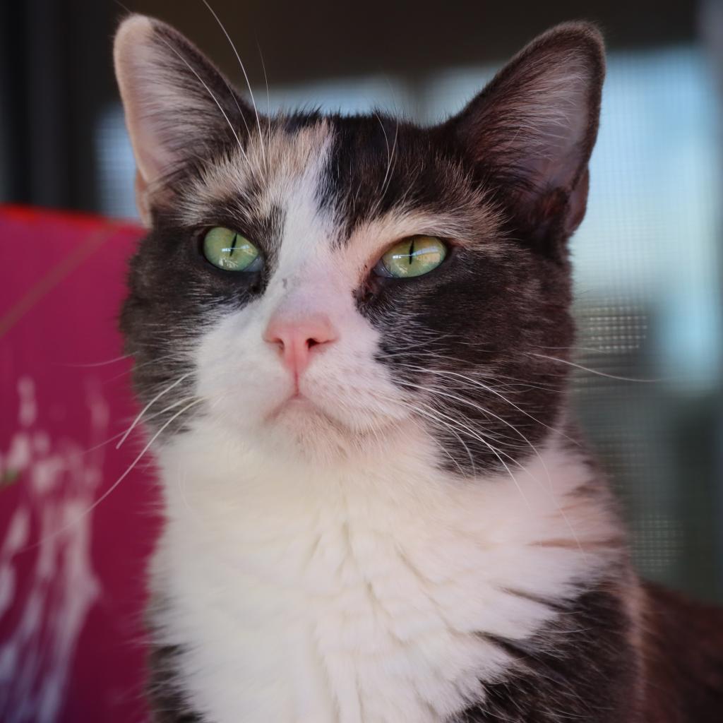 Thelatha, an adoptable Domestic Short Hair in Tucson, AZ, 85711 | Photo Image 3