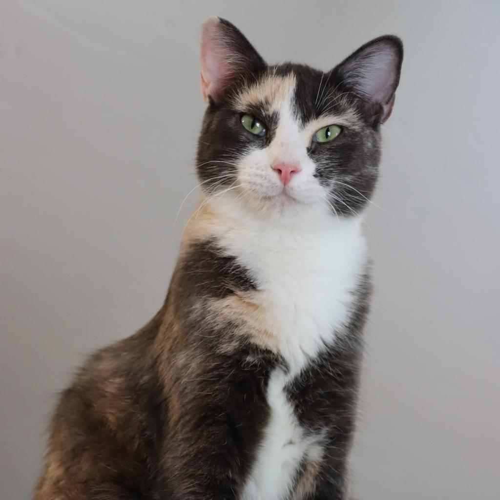Thelatha, an adoptable Domestic Short Hair in Tucson, AZ, 85711 | Photo Image 4