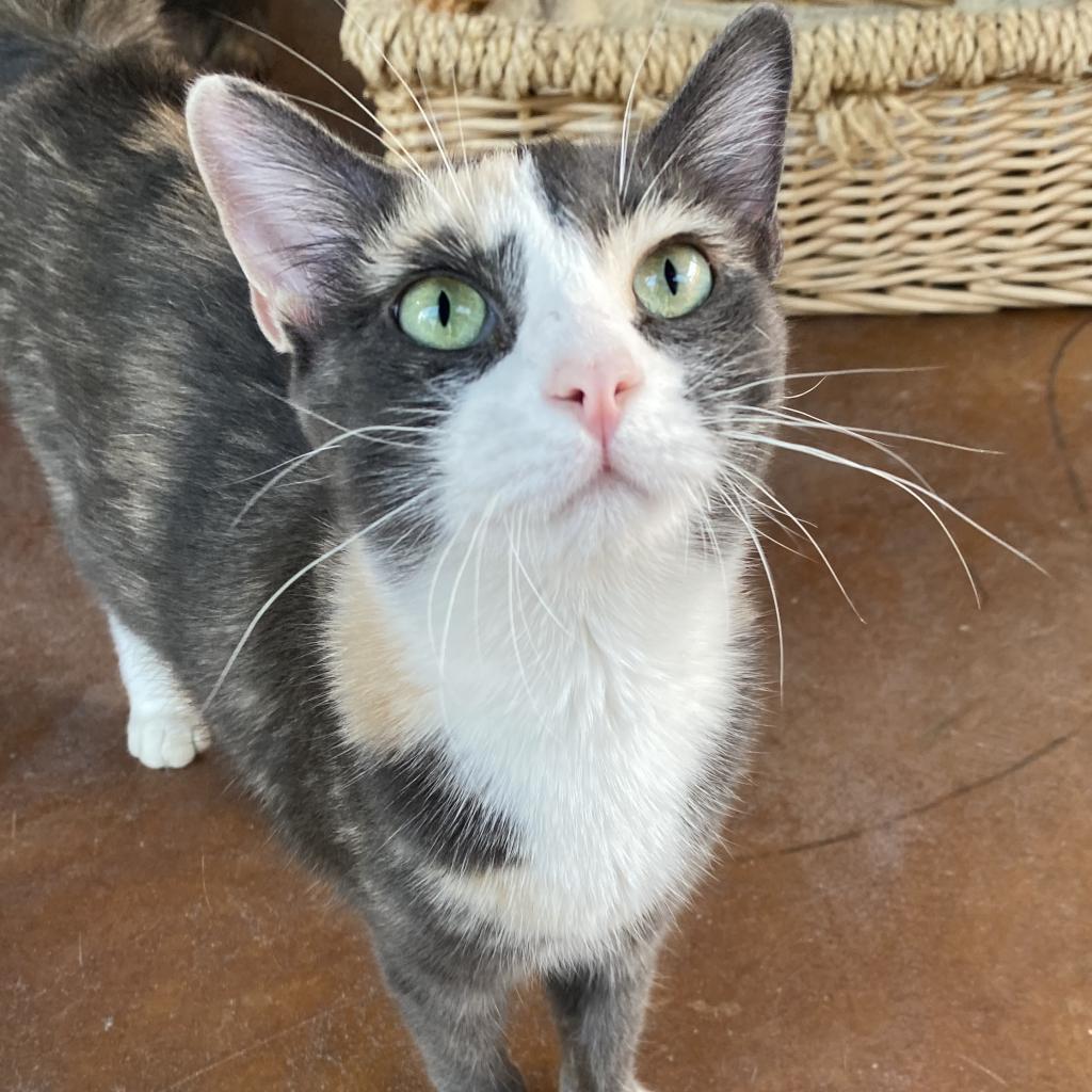 Thelatha, an adoptable Domestic Short Hair in Tucson, AZ, 85711 | Photo Image 5