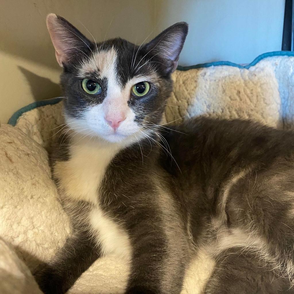 Thelatha, an adoptable Domestic Short Hair in Tucson, AZ, 85711 | Photo Image 6