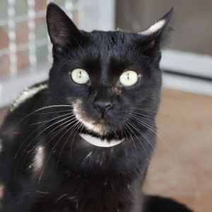 Madelyn, Adult Female Domestic Short Hair