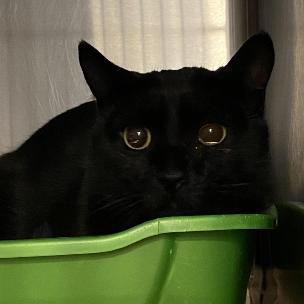 Madelyn, an adoptable Domestic Short Hair in Tucson, AZ, 85711 | Photo Image 2